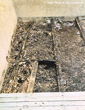 Leaves and Debris Invite Termites and Rot