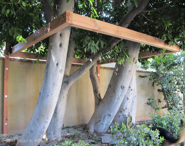 Double Decker Treehouse Hidden in Trees (framing started)- West LA, CA